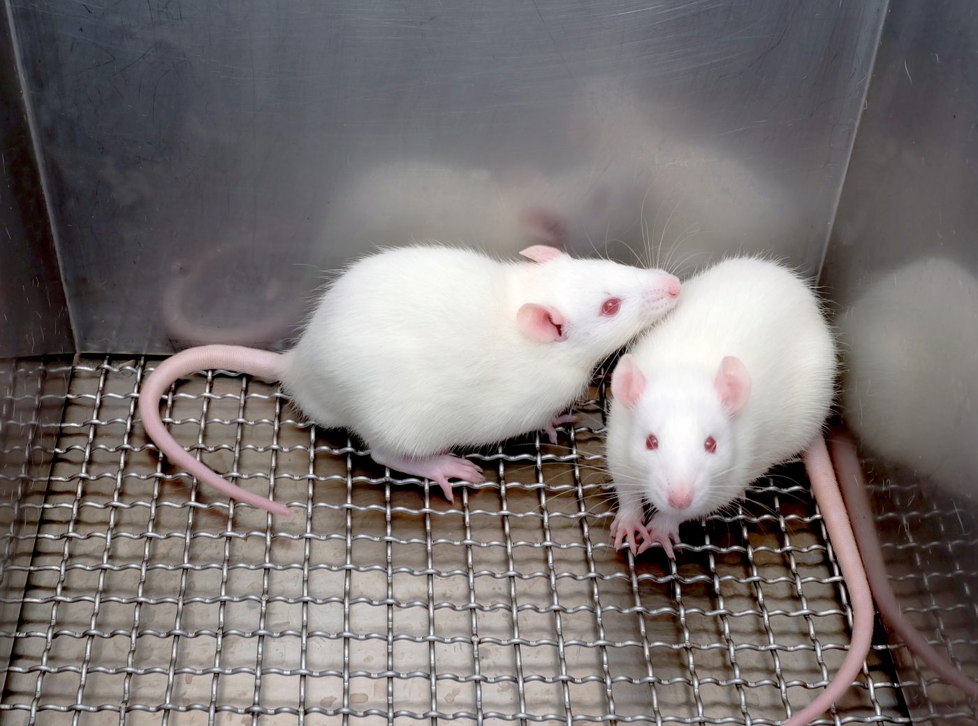 mice and Huntington's disease