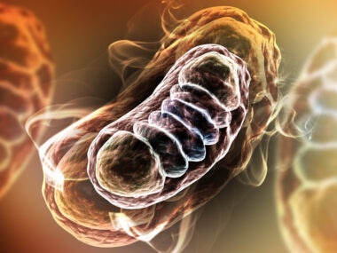 Huntington's disease and mitochondrial dysfunction