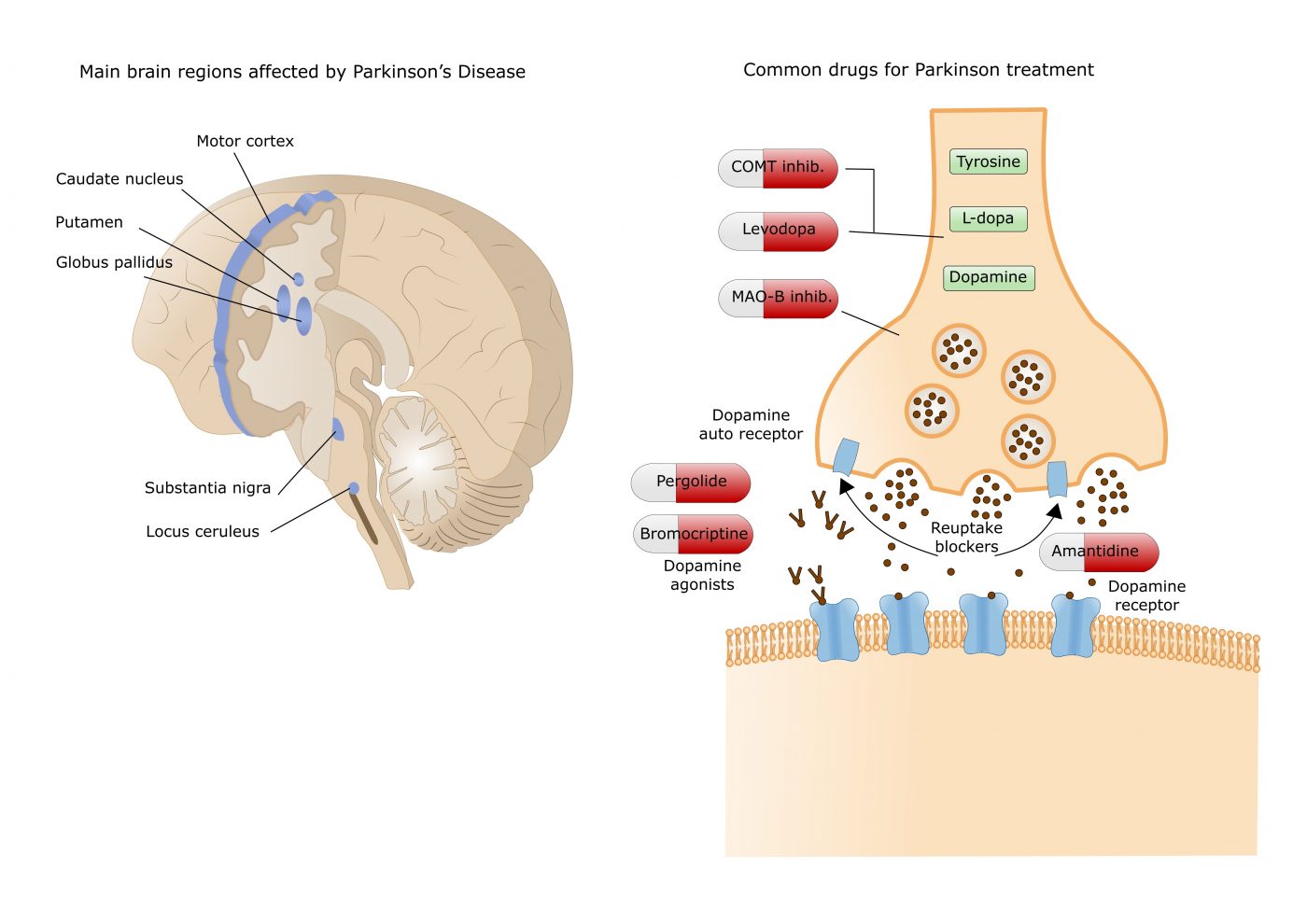 structure-of-parkinson-s-disease-receptors-unveils-dual-role-of-current