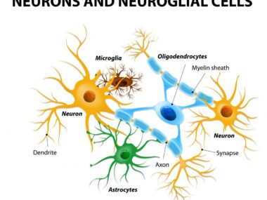 proteins and Huntington's disease