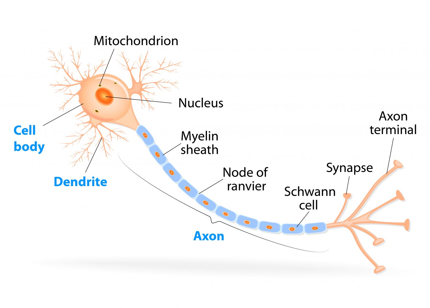 1-1-the-neuron-medicine-libretexts