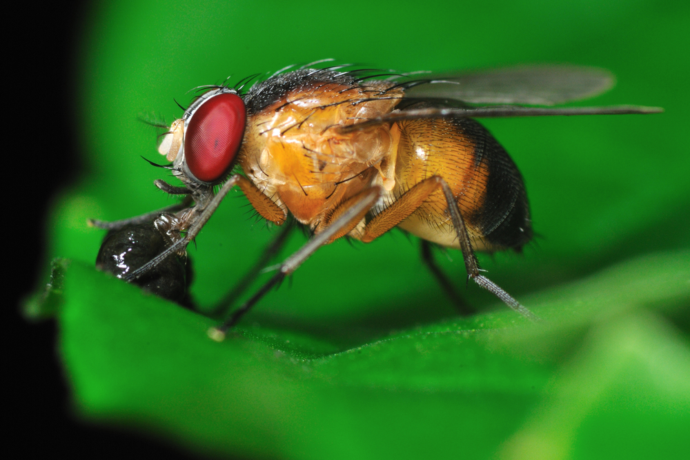 fruit fly disease model