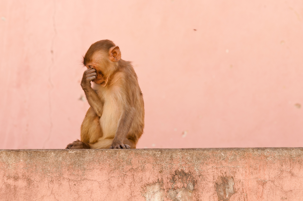 Transgenic monkeys for Huntington's disease research