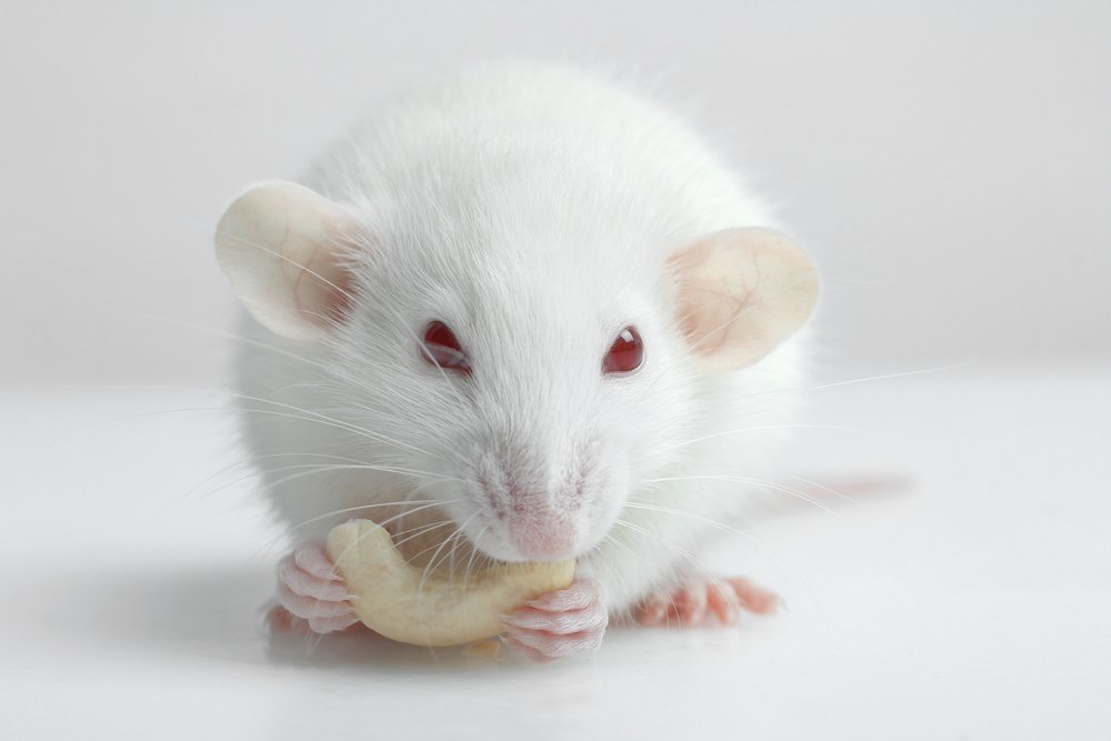 mouse model of disease study