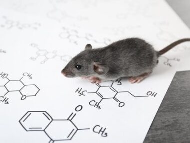 protein accumulation, autophagy
