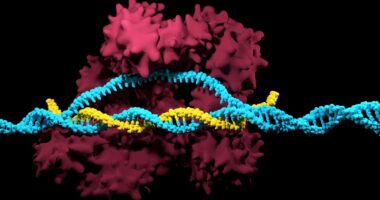 Huntington's gene editing
