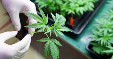 cannabis, Huntington's
