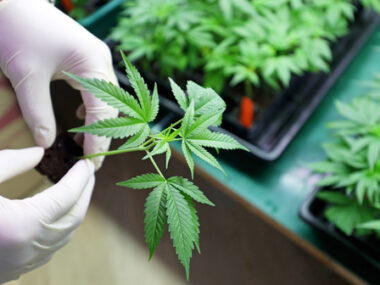 cannabis, Huntington's