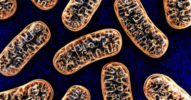 mitochondria and disease