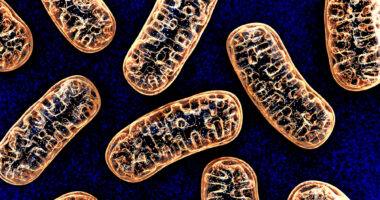 mitochondria and disease