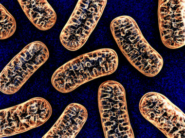 mitochondria and disease