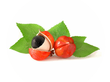 guarana plant extract