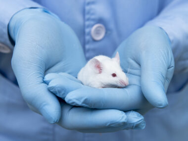 mouse models