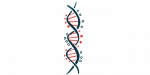 An illustration of a DNA strand.