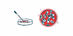 Cells in two lab dishes are shown undergoing an experiment.