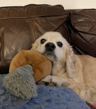 A blonde cocker spaniel with a white muzzle lies on a brown leather couch, with her paws resting on a blue pillow and her chin resting on a brown dog toy.