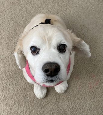 A bird's-eye photo shows a blonde cocker spaniel with a white muzzle who is looking up at the camera with big brown eyes. She is wearing a pink collar.