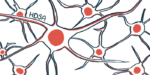 Illustration of nerve cells to accompany story about the HDSA annual convention.