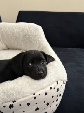 A small black puppy curls up on a white dog bed and looks at the camera with "puppy eyes."